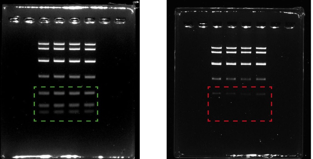 Molecular Biology Grade Agarose